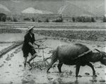 <br>Tragedy on the Hill of the Waiting Wife (1955) 